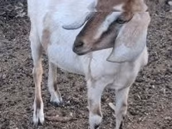 Chèvre, Nubian Goat