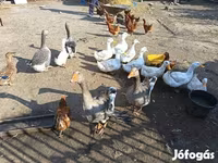 Ducks — الصورة 2