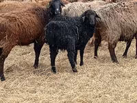 Ram, Dorper sheep — photo 6