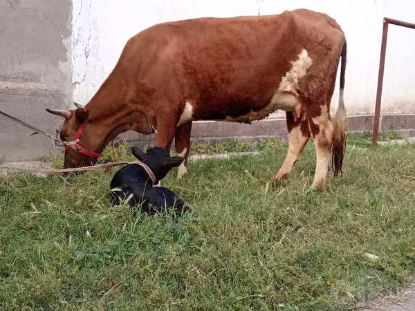 गाय, एबरडीन - एंगस