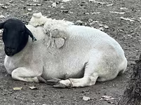Schaf, Dorper sheep — Foto 2
