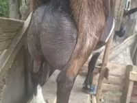 Billy Goat, Alpine goat — photo 4