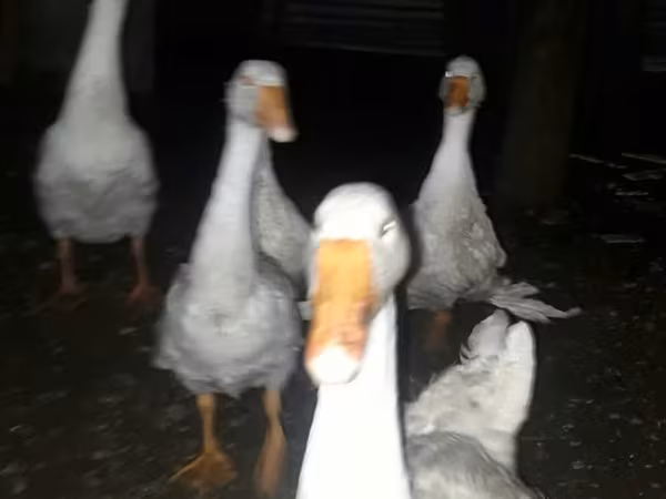 Geese