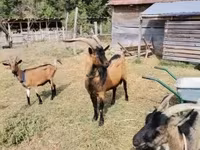 母山羊, Goats — 照片 1