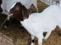 Kozel, Boer goat — foto 8