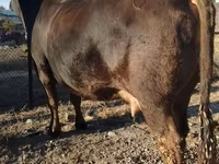 母牛, Alatau breed — 照片 5