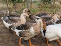 Geese — foto 1