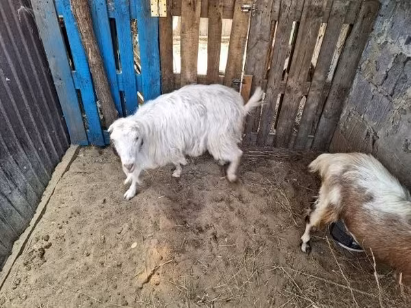 Koza, Kozy — Maďarsko