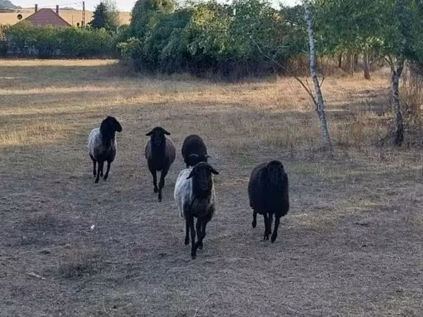 母羊, Karakul sheep