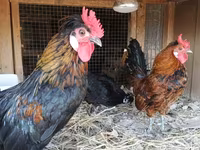 Chickens — 4. fotó