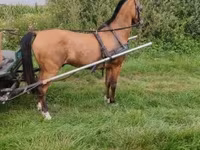 حصان, Hungarian horse breed — الصورة 2