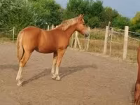 母马, Horses — 照片 2