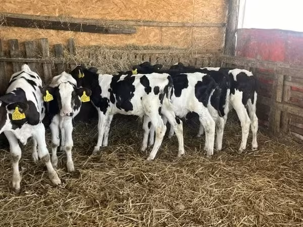 Taureau, Russian Black pied cattle