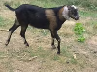 公山羊, Nubian Goat — 照片 1