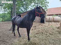 Stute, Hungarian horse breed — Foto 7