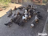 Ducks — 3. fotó
