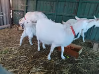 Goat, Pomellata goat — photo 4