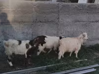 Sheep, Sheep — photo 8