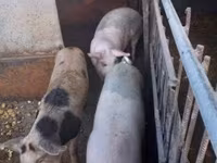 Pigs (batch, sex not specified), Дюрок — photo 1
