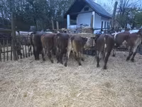 Byk, Simmental cattle — zdjęcie 2