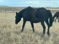 Égua, Cavalos — foto 2