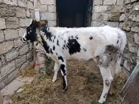 Krava, Russian Black pied cattle — foto 1