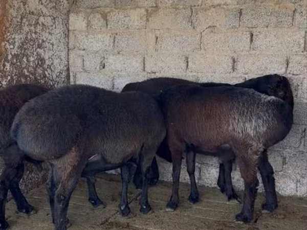 公羊, Sheep