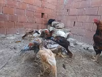 Chickens — 1. fotó