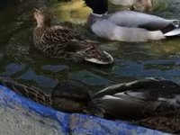 Ducks — photo 5
