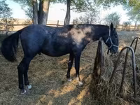 Hengst, Lipizzaner — Foto 1