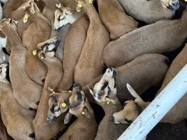 भेड़, Dorper sheep — हंगरी
