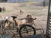 Koza, Kozy — zdjęcie 1