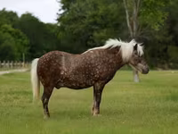 Caballo, Caballos — foto 2