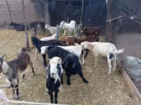 Bak, Pomellata goat — 3. fotó