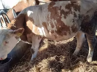 母牛, Simmental cattle — 照片 3