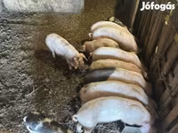 Pigs (batch, sex not specified), Pigs — photo 1