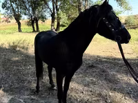 خيول (دفعة، الجنس غير محدد), American shetland pony — الصورة 6
