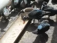 Ducks — 照片 2
