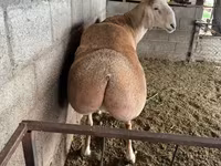 Kos, Afghan Arabi sheep — 3. fotó