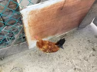 Chickens — 3. fotó