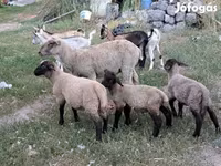 Kos, Juhok — 1. fotó