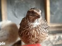 Quails — 照片 1