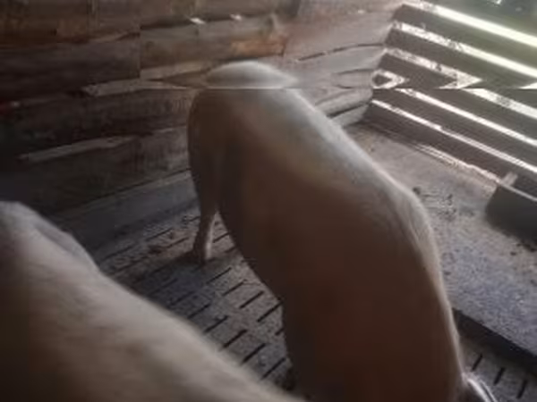 Süldőanya, Sertések — Magyarország