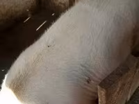 Säue, Schweine — Foto 4