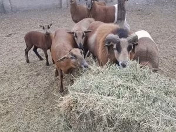 Kos, Cameroon sheep