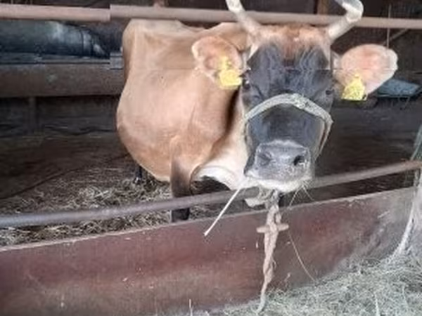 Vaca, Raça Jersey — Hungria