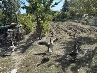 Geese — photo 2