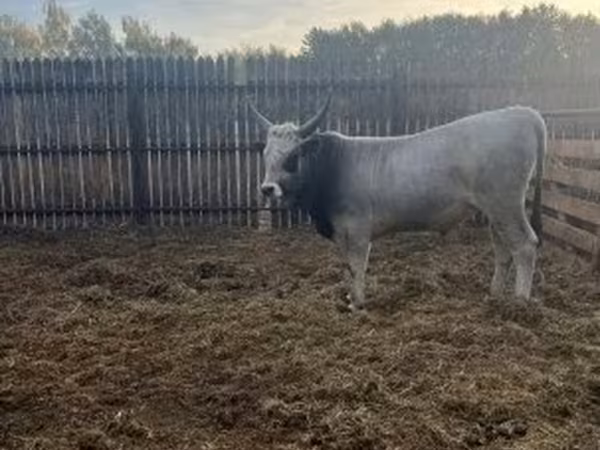 Bika, Magyar szürke fajta