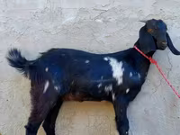 Koza, Beetal goats — foto 4