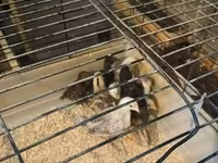 Chickens — 照片 2